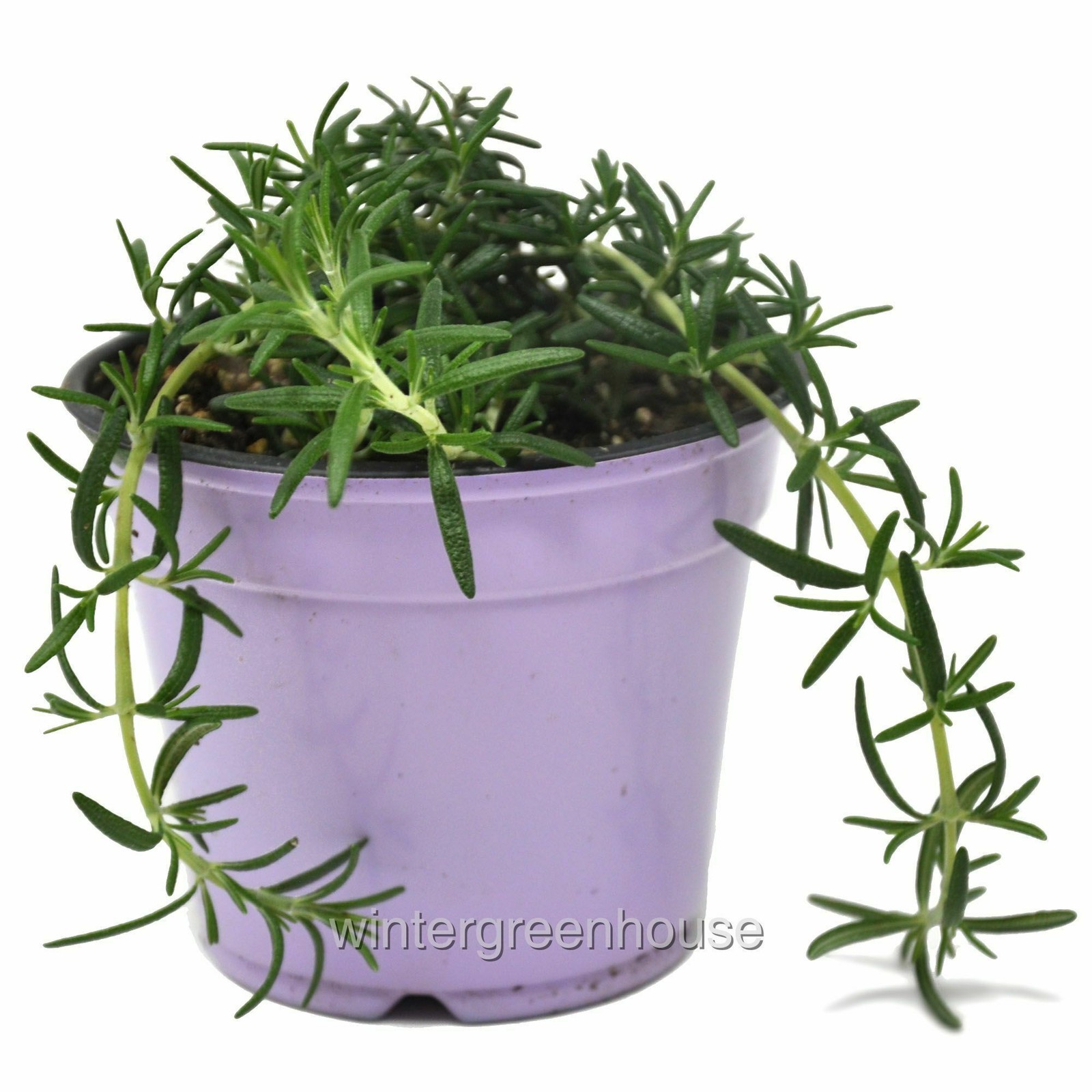 Rosmarinus prostratus, Trailing, Rosemary, Container Size: 3.5″
