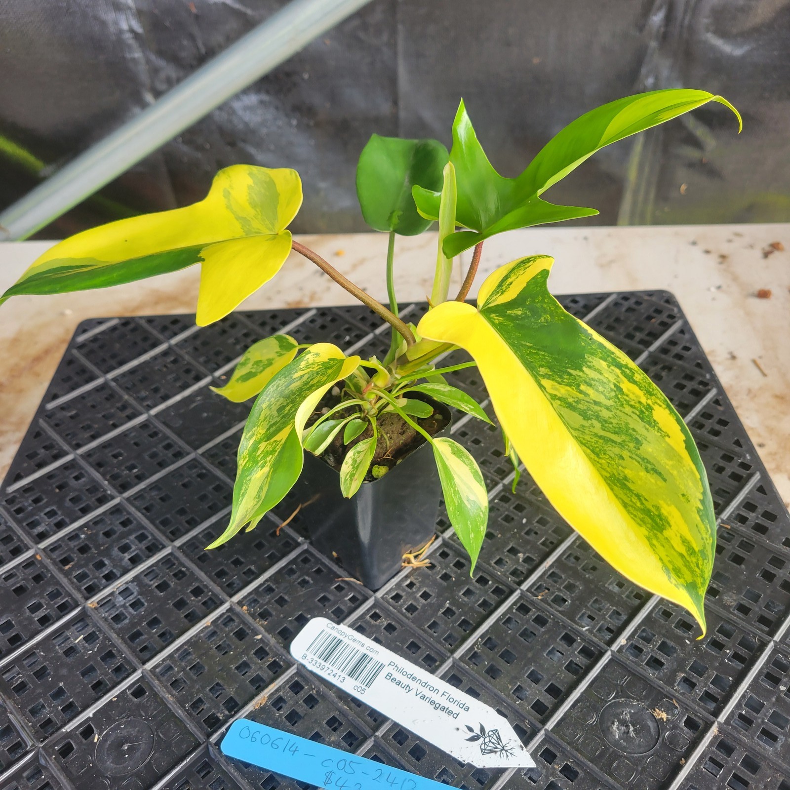 Philodendron Florida Beauty, Exact Plant Variegated Ships Nationwide
