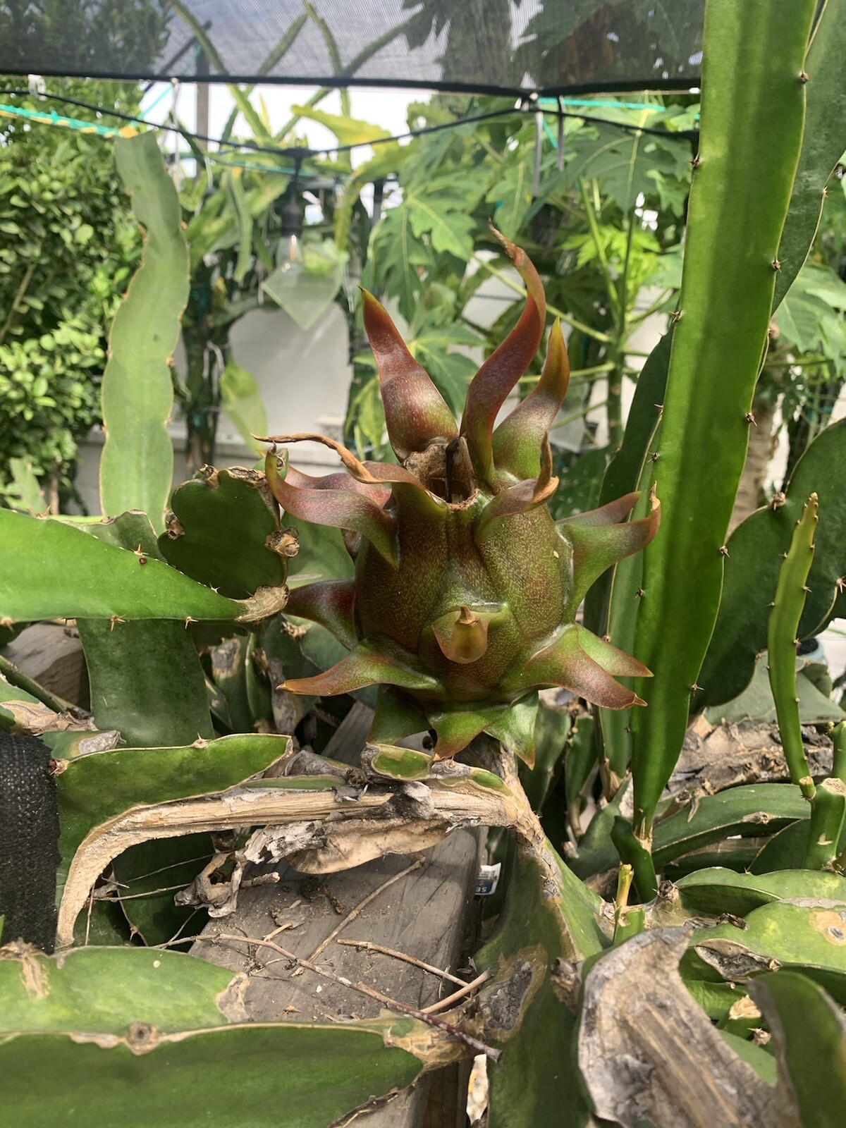 3 Dragon Fruit, Cutting From 8-12 Inches