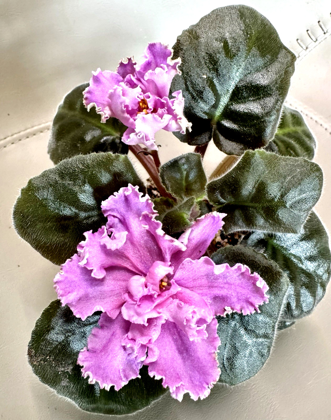 African Violet Plant TV Muarovaya Rosa/ Moire Rose Starter