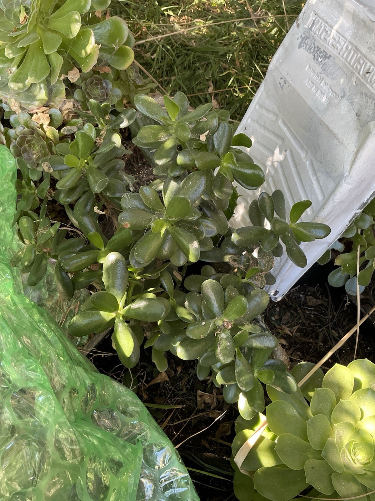 Healthy lush green Crassula Ovata Jade Plant cluster, Rooted 19” tall with roots