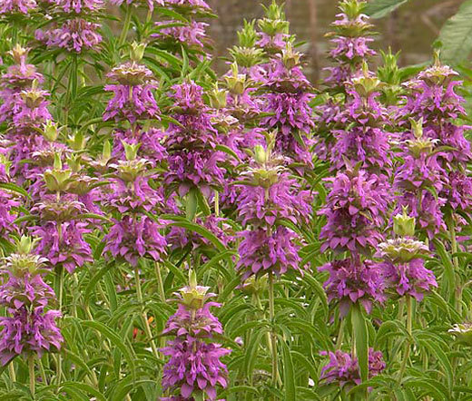 LEMON MINT BEEBALM Monarda Citriodora – 7,500 Bulk Seeds
