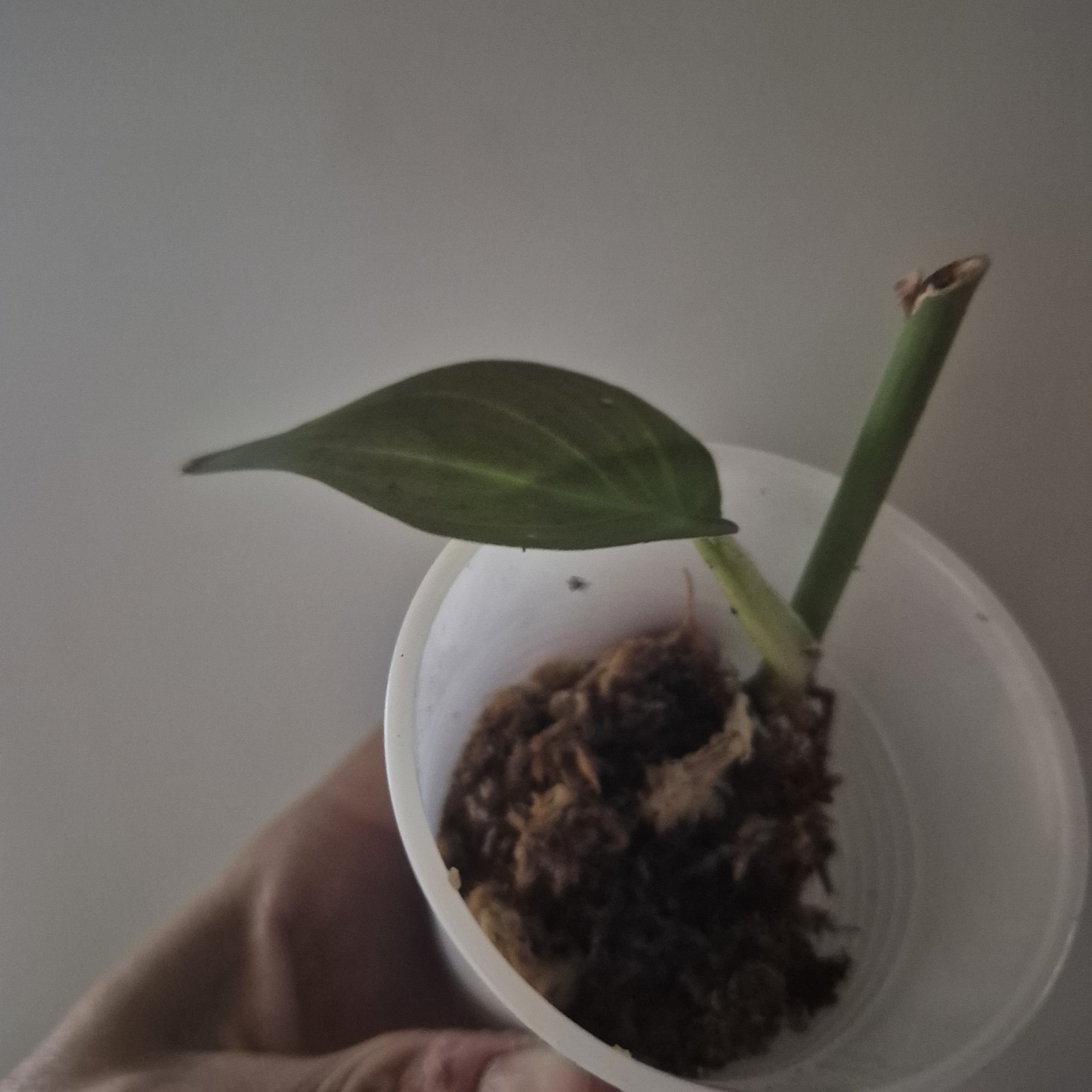Philodendron Camposportoanum – Rooted Plant – Rare Plant