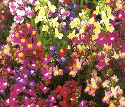 SPURRED SNAPDRAGON TOADFLAX FAIRY BOUQUET Linaria Maroccana – 25,000 Bulk Seeds