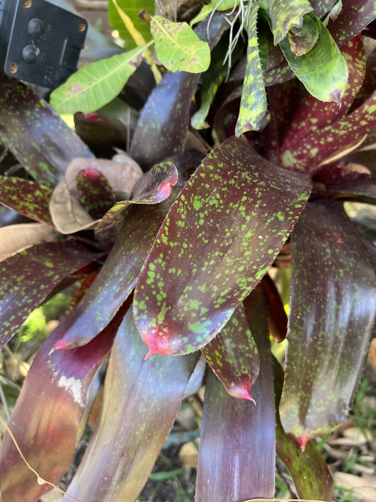 Exotic LANDSCAPE Pup Bromeliad purple green colorful -unbranded-