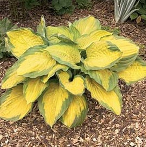 hosta CAPTAIN KIRK medium gold disease-free 2.5″ pot = 1 Live Potted Plant