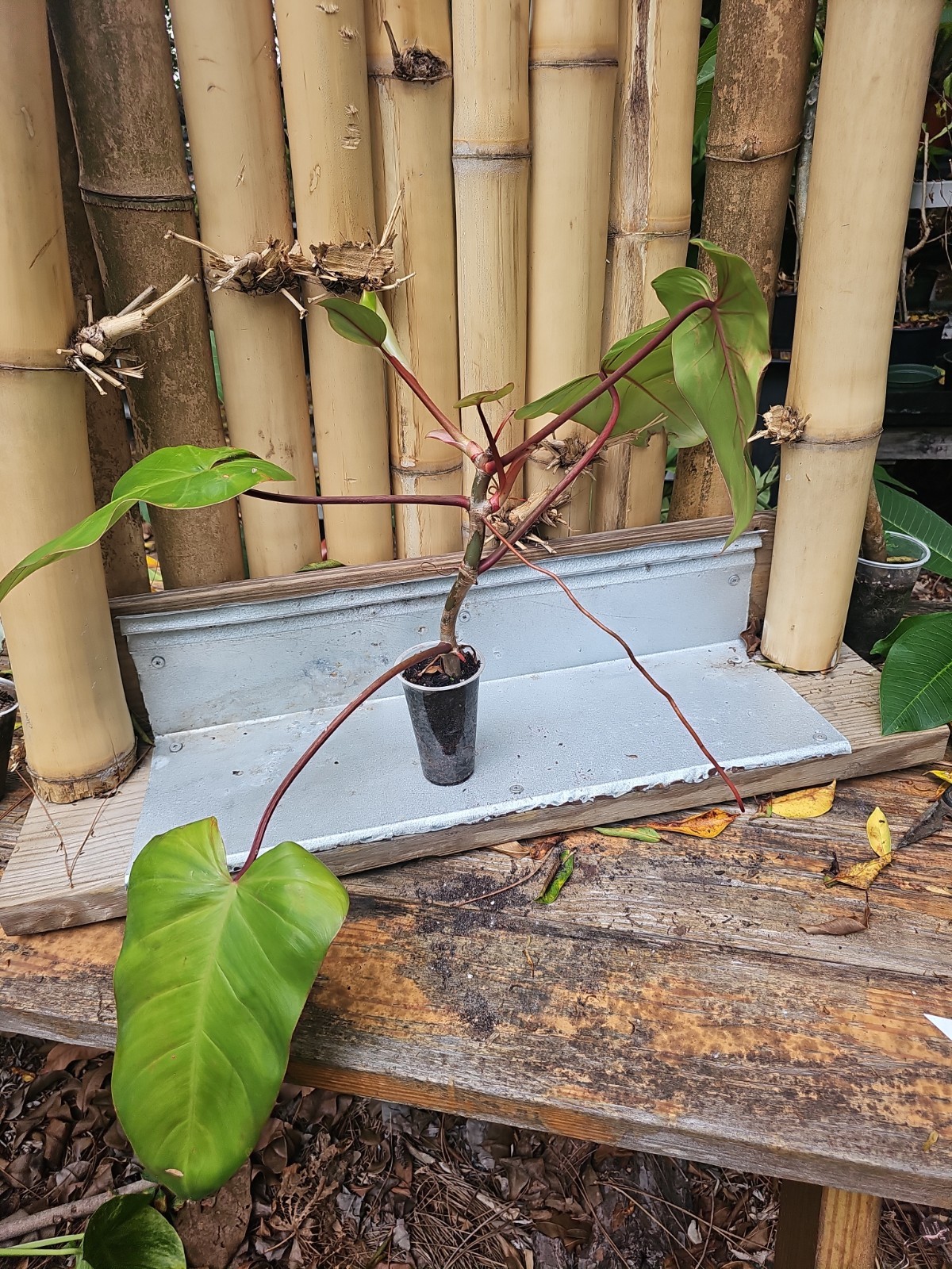 Matured Rooted Top Cutting Philodendron Red Emerald Live Plant