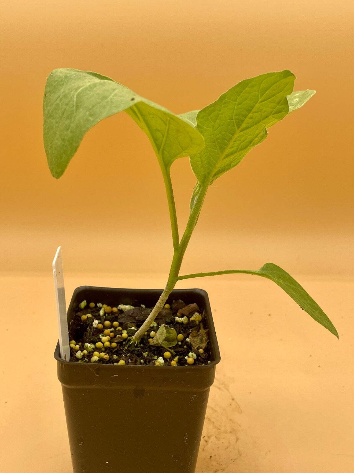 Eggplant, Black Beauty Starter Plant Solanum Melongena ‘Black Beauty’ In 3″ Pot