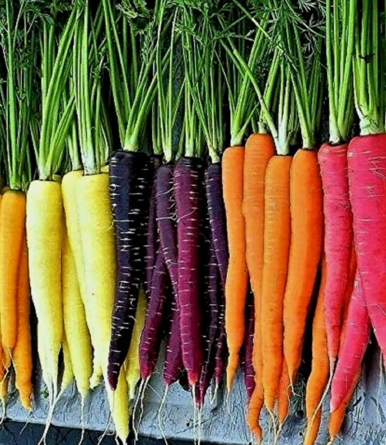 20+ Rainbow Carrot Blend Mix Seeds usa seller