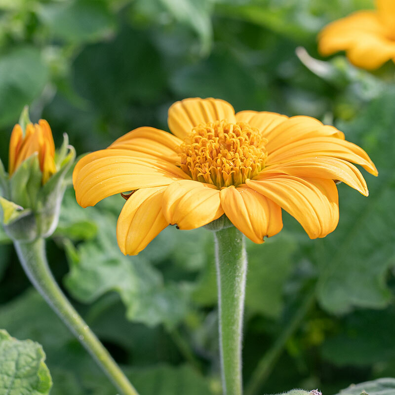 10x Clippings Mexican Sunflower, Perennial Seed, Free Shipping w Free Offer