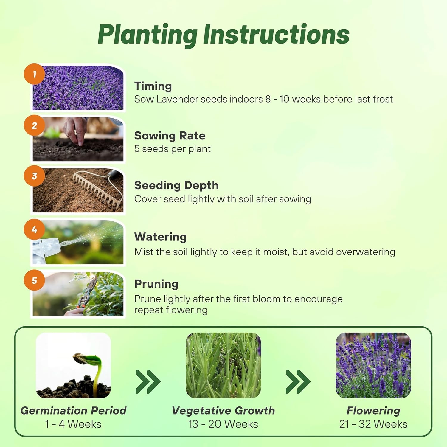 1000 Seeds Lavender Hidcote Drought Tolerant Herb Garden Plants For Xeriscaping