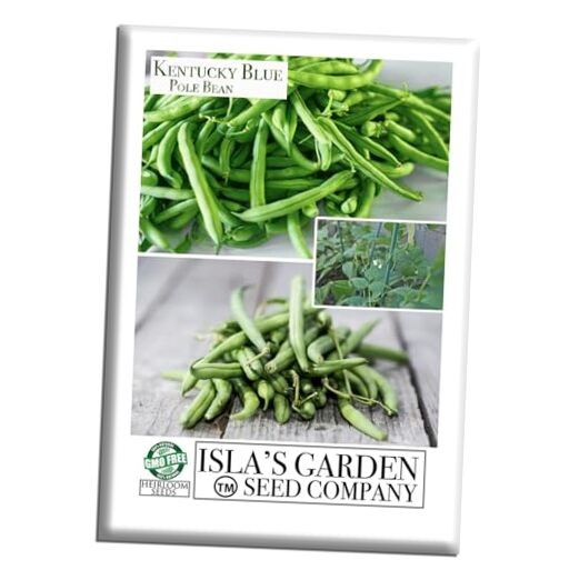 Kentucky Blue Pole Bean Seeds (Phaseolus vulgaris, Tender Climbing Variety) –