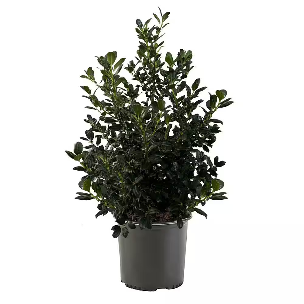 7 Gal. Nellie R. Stevens Holly Shrub with Dark Green Foliage