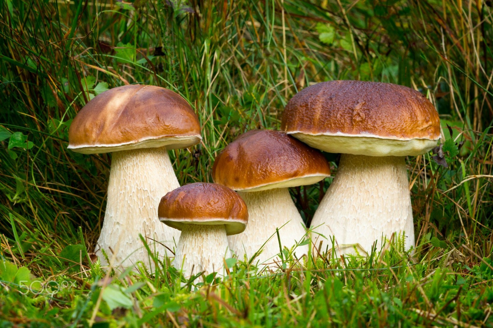 Seeds Porcini Mushroom Boletus White Mycelium Spawn Spores Organic Ukraine