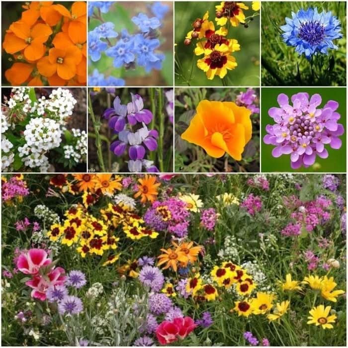 Resealable 1oz Wildflower Seed Pack – Attracts Butterflies & Pollinators