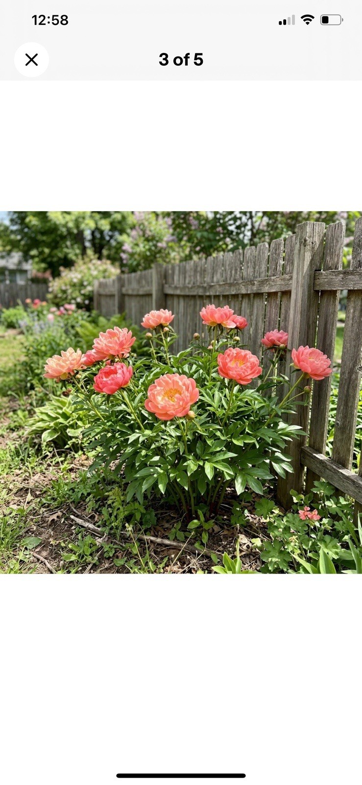 1 Bare Root (2-3 Eyes) Peony “Coral Sunset”
