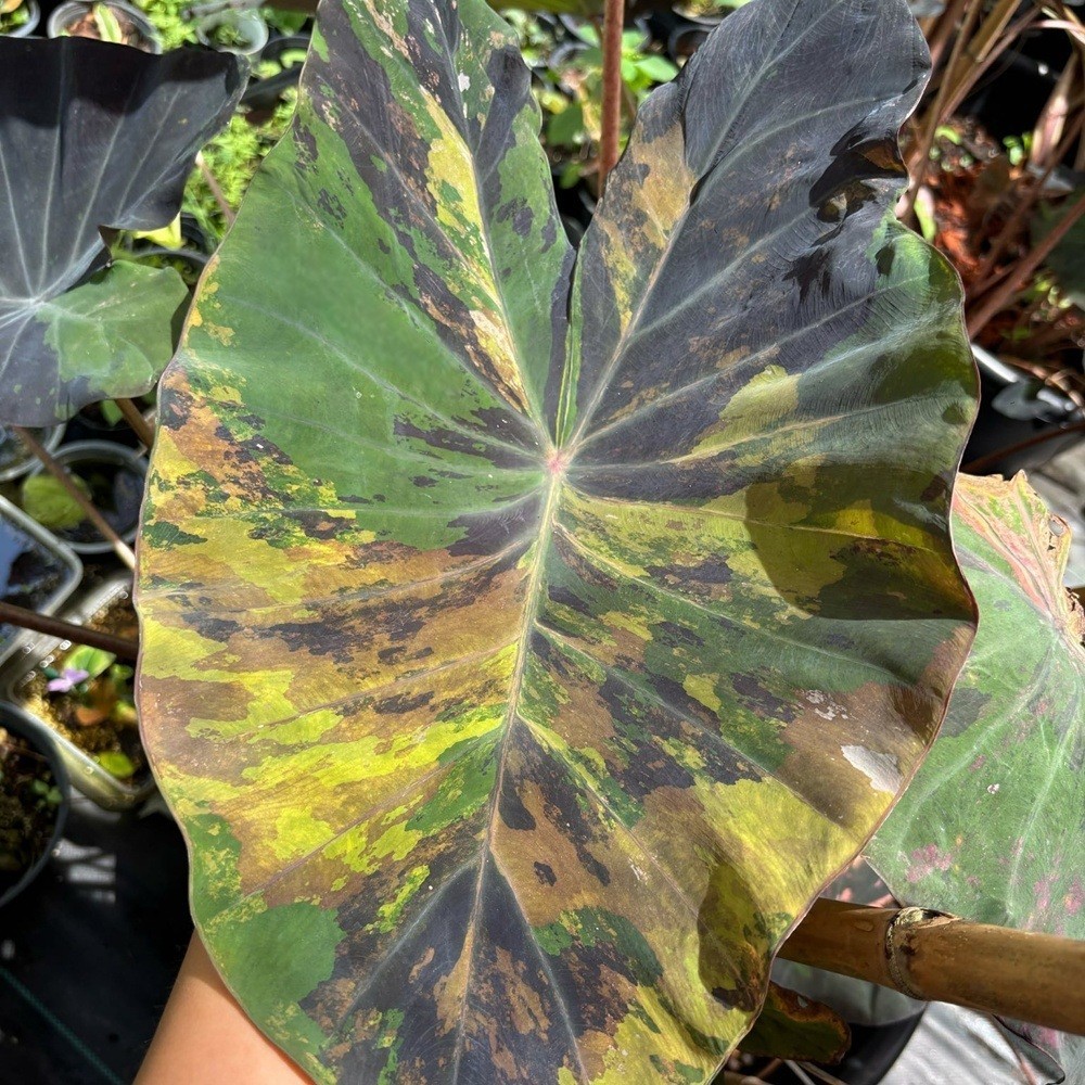 Colocasia Variegated Bulb Elephant Ear Episode One Tuber New Hybrid RARE