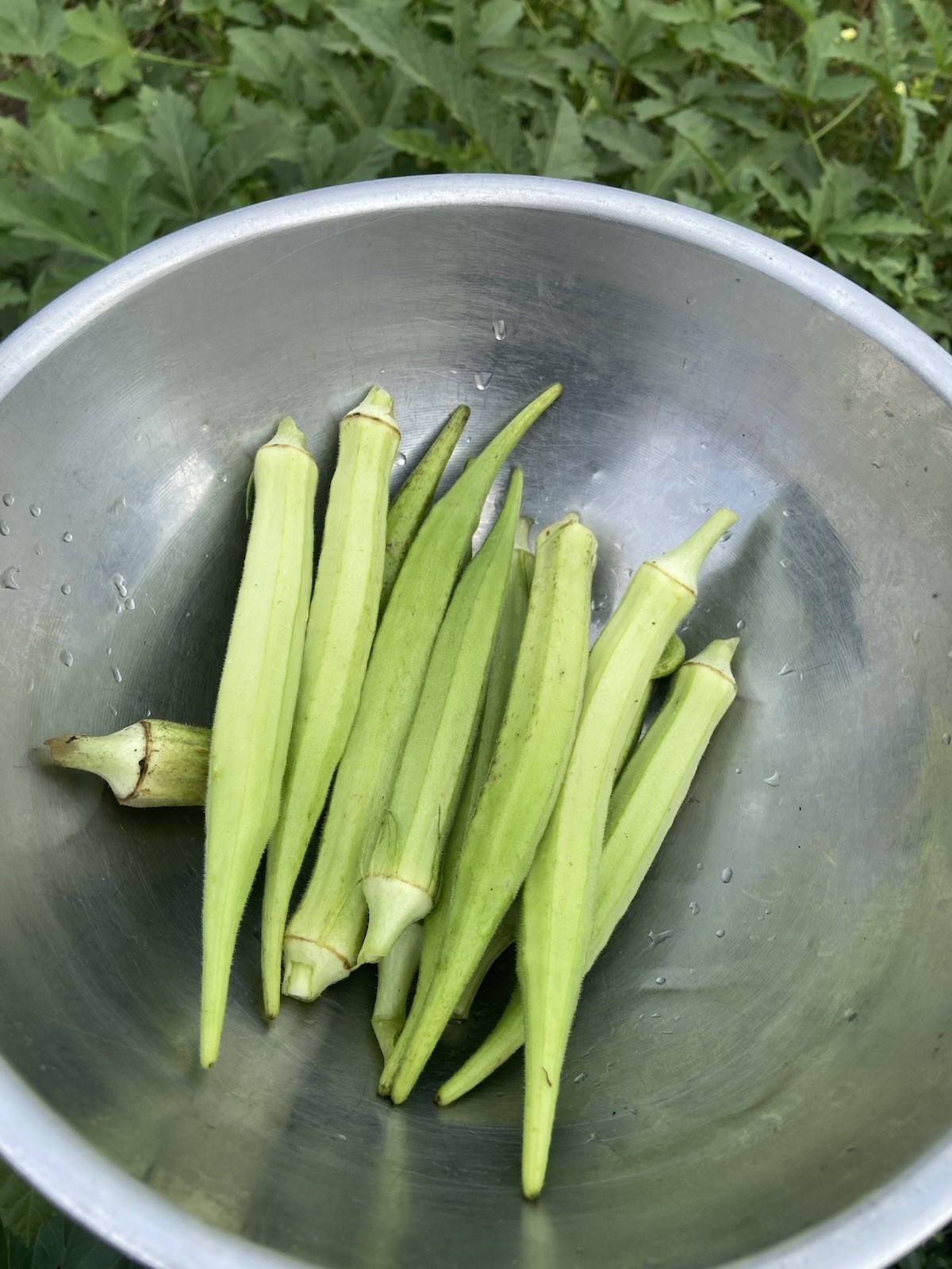 TEXAS LONGHORN OKRA – COW HORN – 25 Fresh Seeds – FREE Shipping