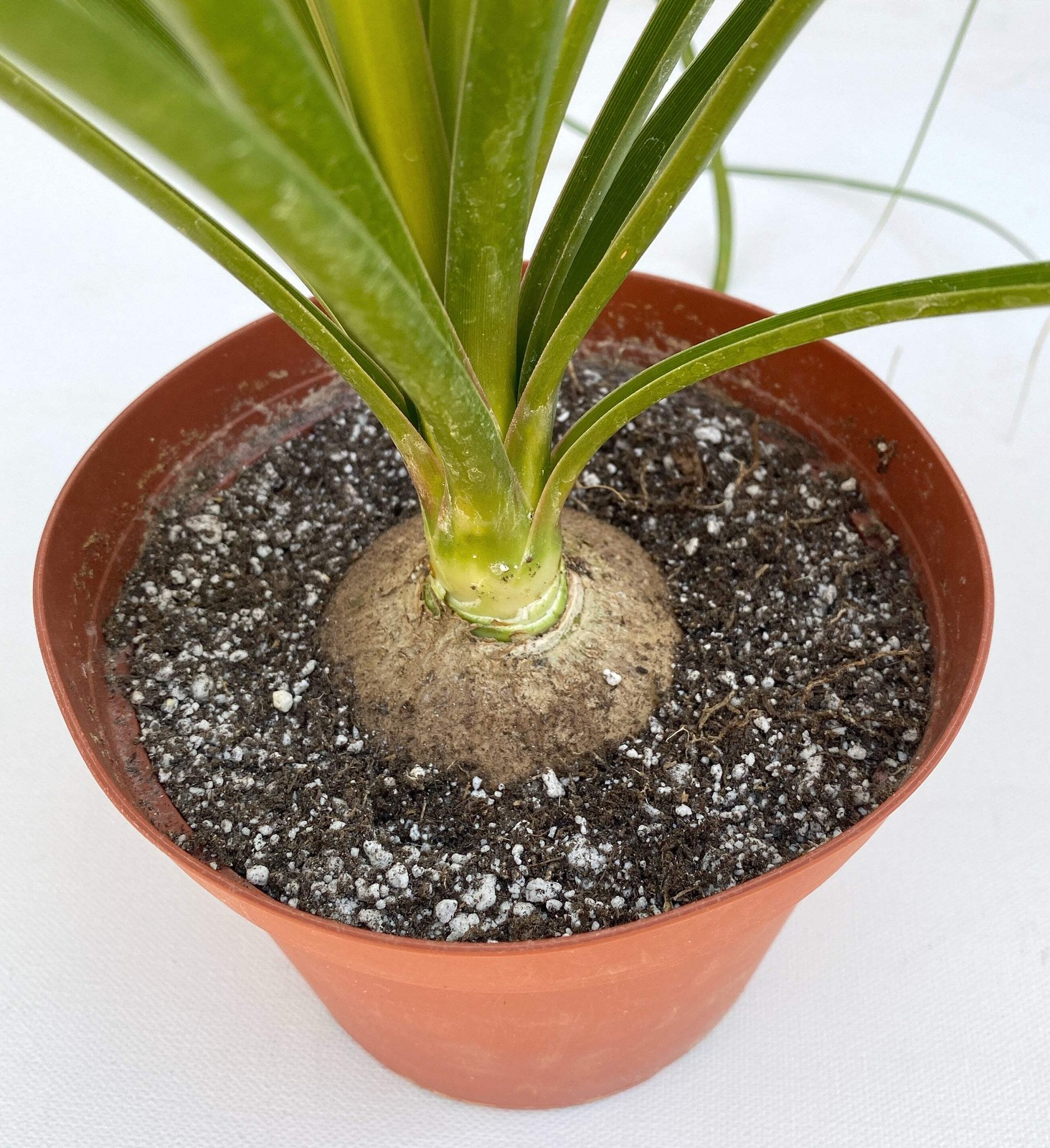 Ponytail Palm (Beaucarnea recurvata) | Elephant’s Foot Tree -Grown in California