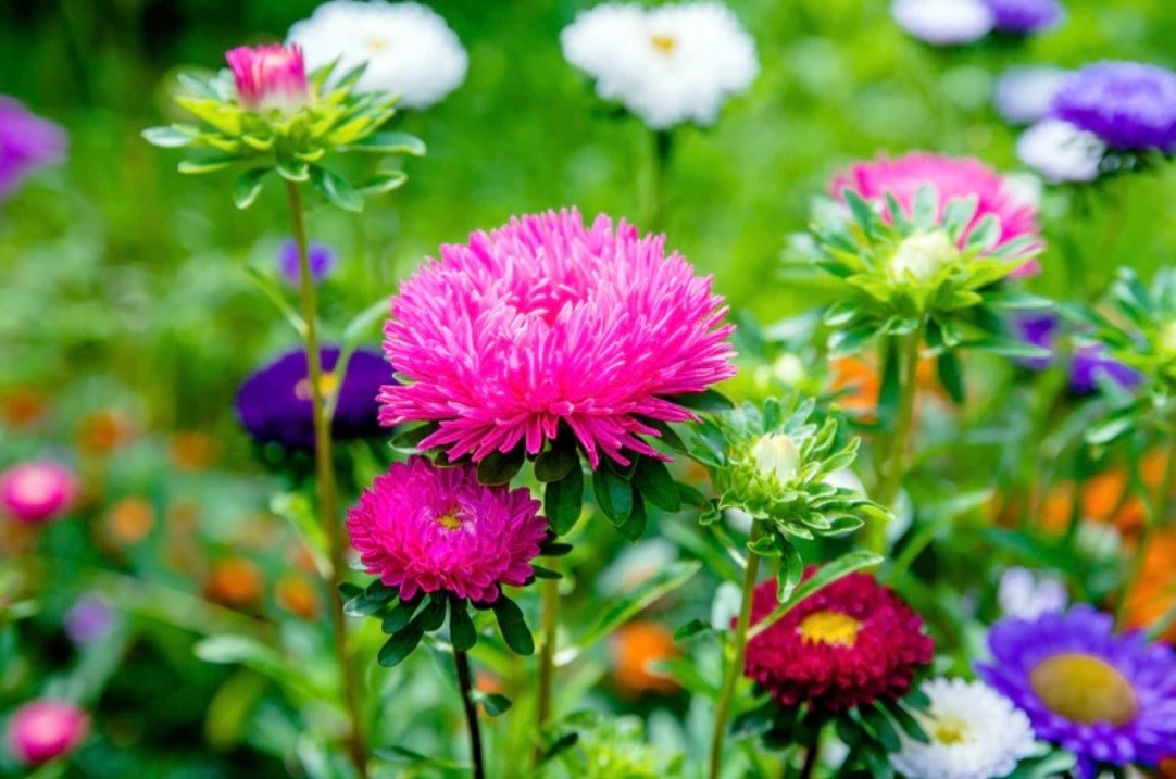 Aster Crego Giant Mix – Fresh Flower Seeds – Large Feathery Colorful Blooms