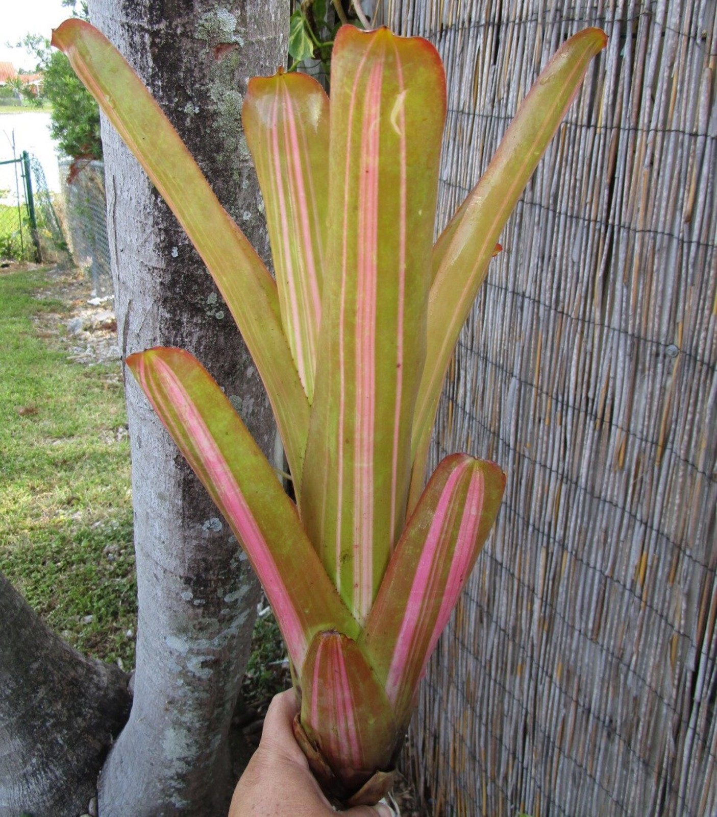 BUY 4 SAVE 15% BROMELIAD Aechmea PINK PANTIES Offset – Variegated Blanchetiana