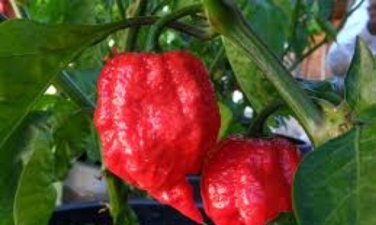 7 pot jonah hot pepper seeds 10 Seeds Free Shipping!