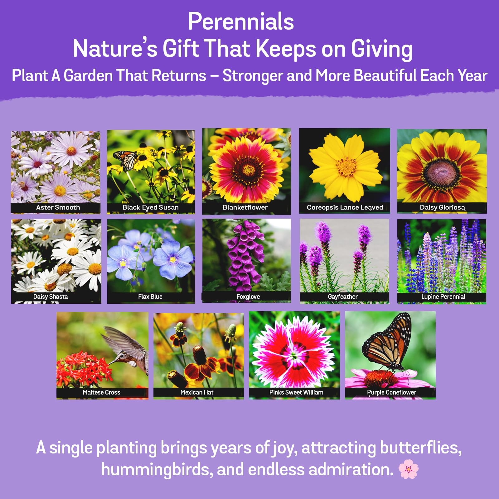 NatureZ Edge Wildflower Seeds Mix – 2 Oz, 85,000 Seeds, 35 2 oz, Multi Color