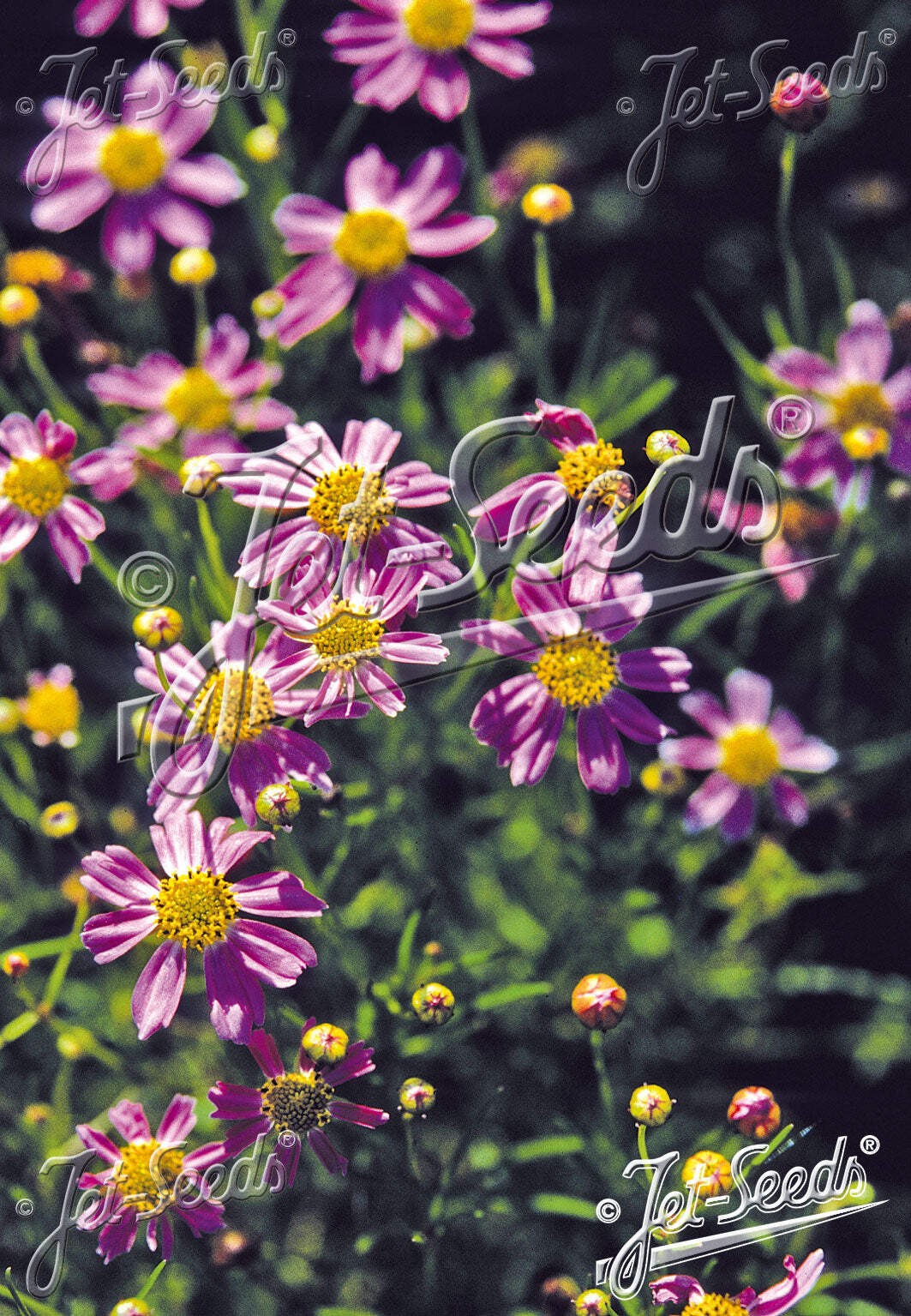 Coreopsis ‘American Dream’ plant 3.25″pot – Pink Tickseed