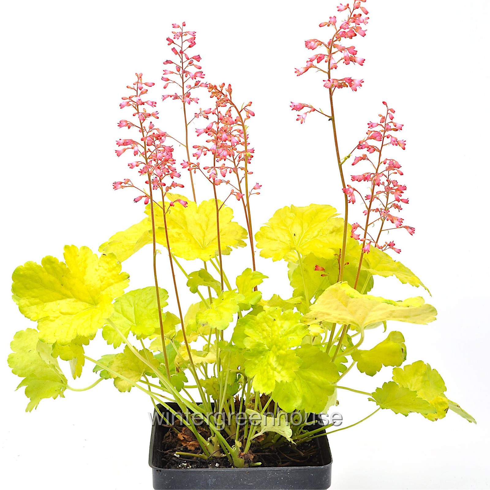Heuchera, Sweet Tart, Coralbells, Container Size: 3.5″