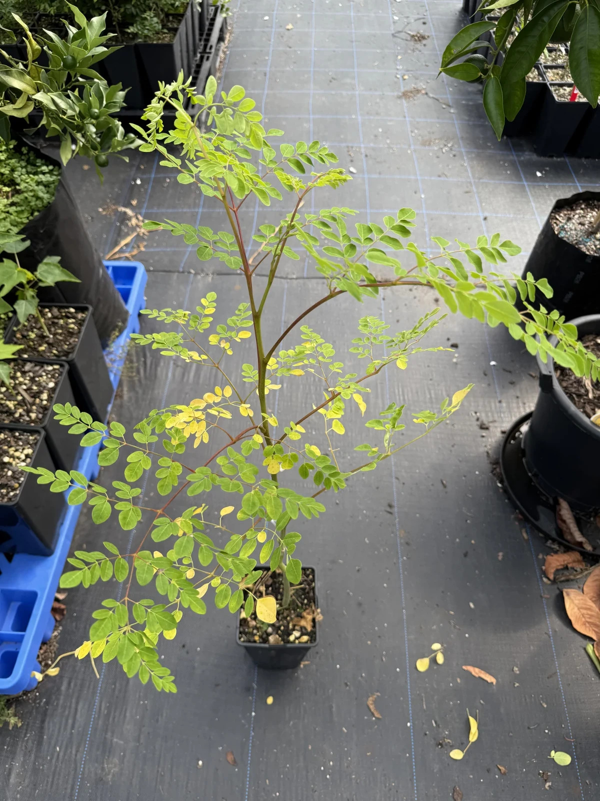 Moringa Tree 15″- 25″+ Moringa Oleifera live Miracle Tree Plant