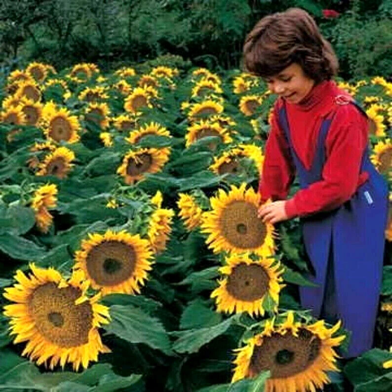 Dwarf Sunspot Short SunFlower 60+ Seeds~from “My Brooklyn Botanical Garden Club”