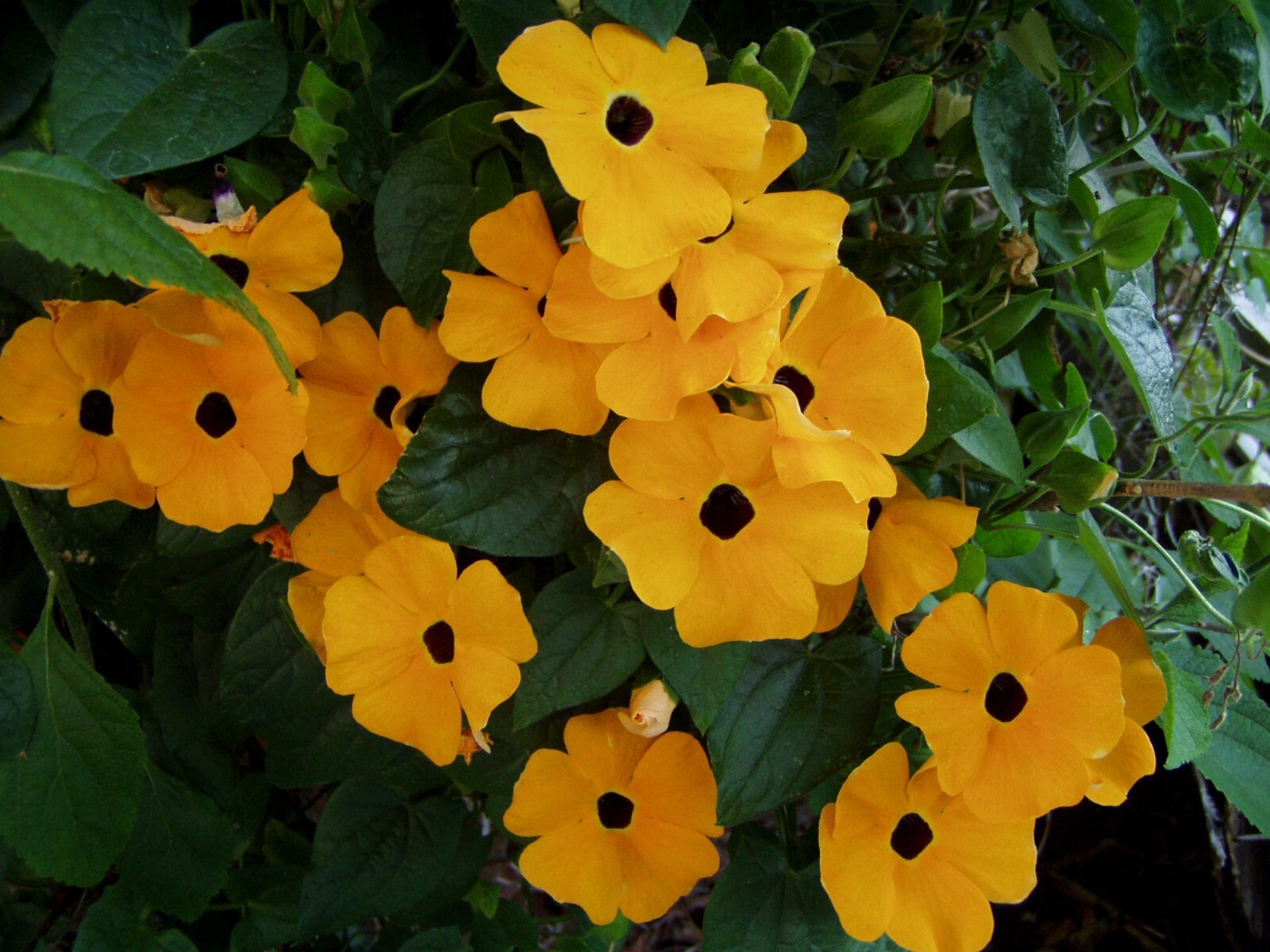 Thunbergia alata Black Eyed Susan Vine 10 seeds