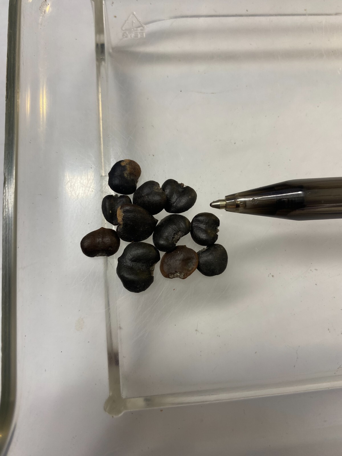 Magnolia stellata | Star Magnolia | 10 Seeds