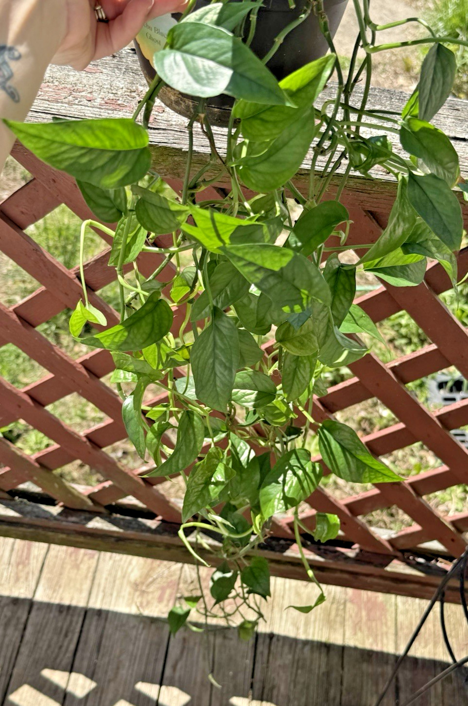 Skeleton Key Epi – Rooted in 6 inch Hanging Pot – Trailing! So Long!