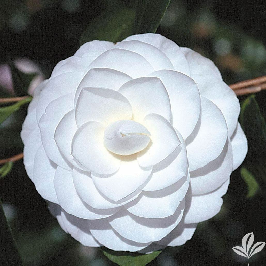 **MISS BILOXI**Unique Bloom**Camellia Japonica-Live Starter Plant -USA SELLER