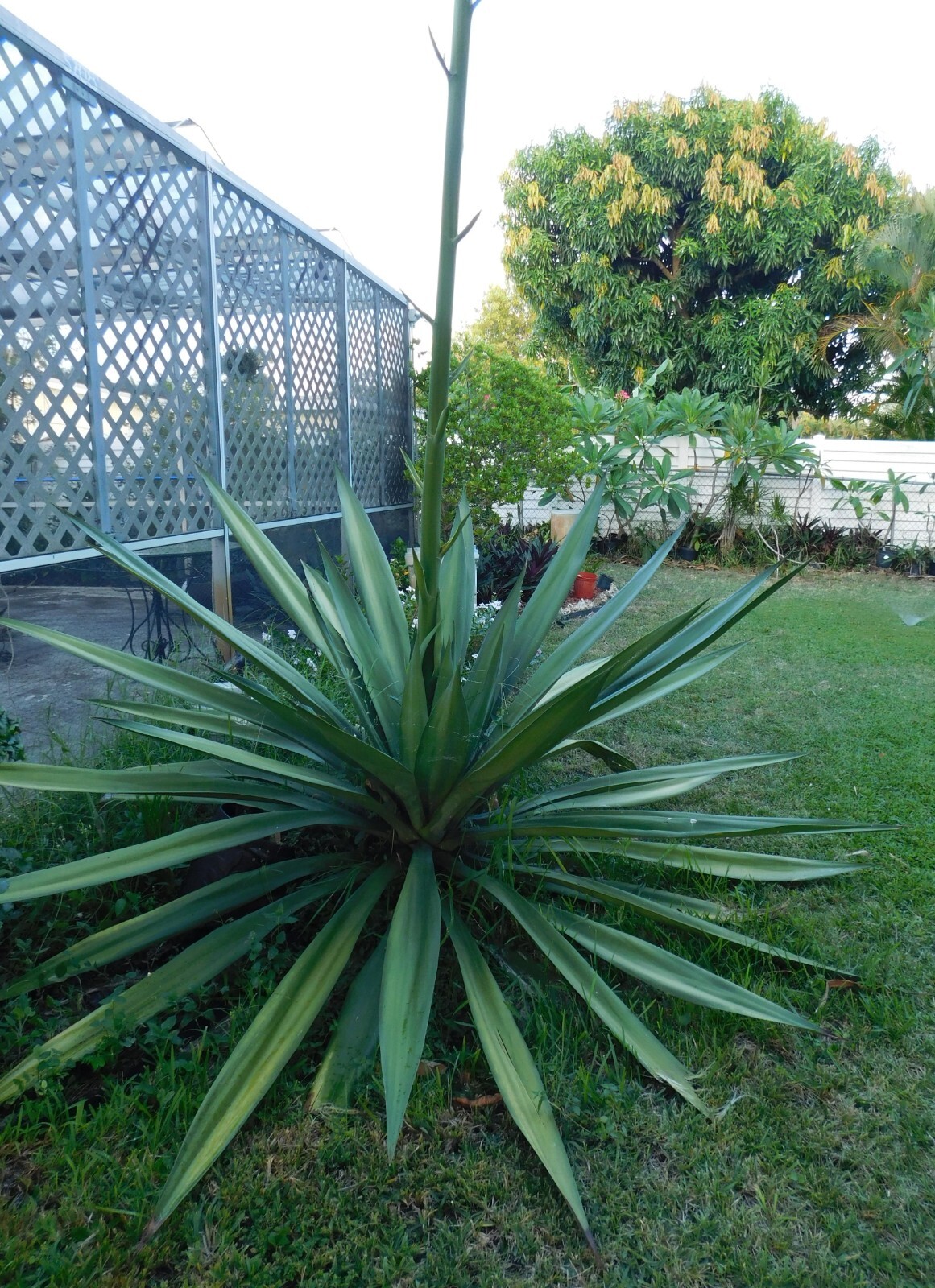 RARE Furcraea Foetida False Agave bare root seedling
