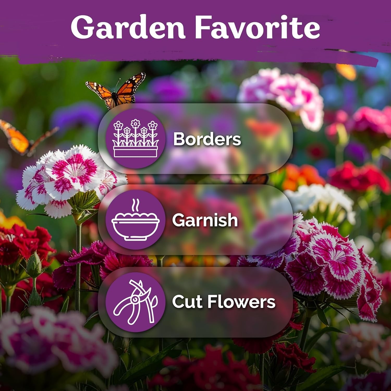 5000 Sweet William Seeds – Dianthus barbatus, Heirloom, Perennial