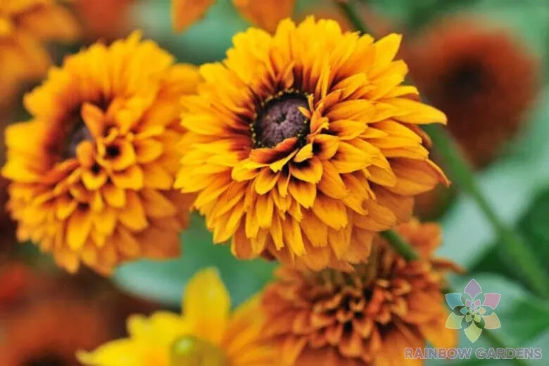200+ Maya Rudbeckia Seeds for Garden Planting – USA – FREE SHIPPING!
