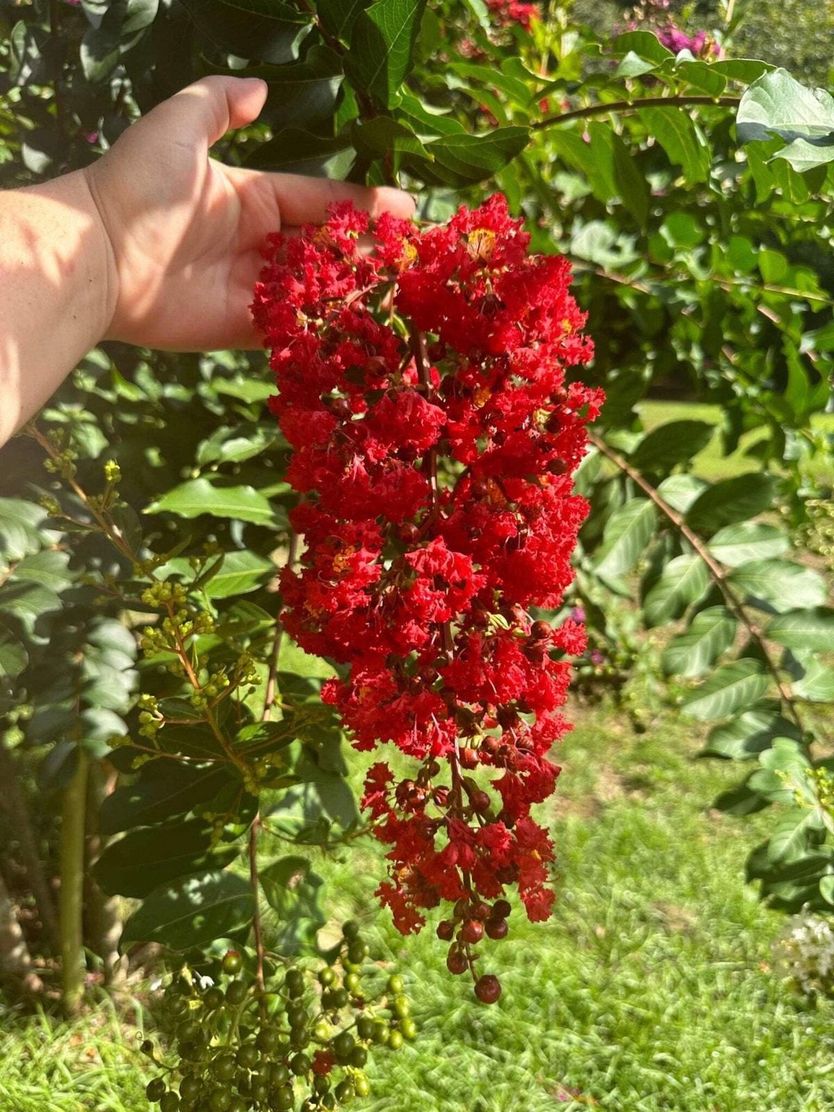 Miss Francis Crape Myrtle: Fast-Growing Elegance and Striking Red Blooms