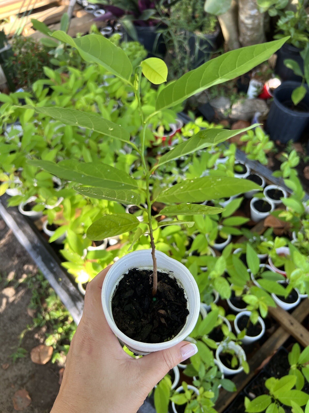 10-12” Sugar Apple Na Dai ( Mãng Cầu Dai) Live Plant Seeding