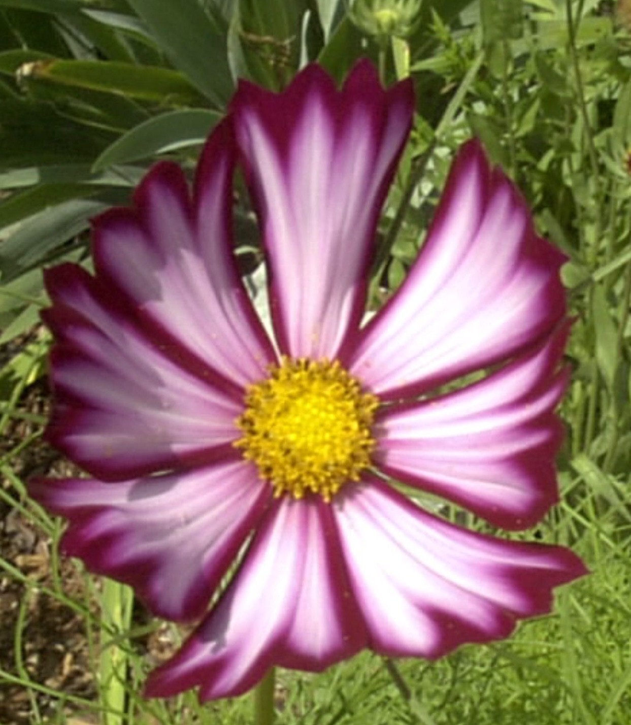 Cosmos Sensation Picotee -50 Seeds. – Cosmos bipinnatus