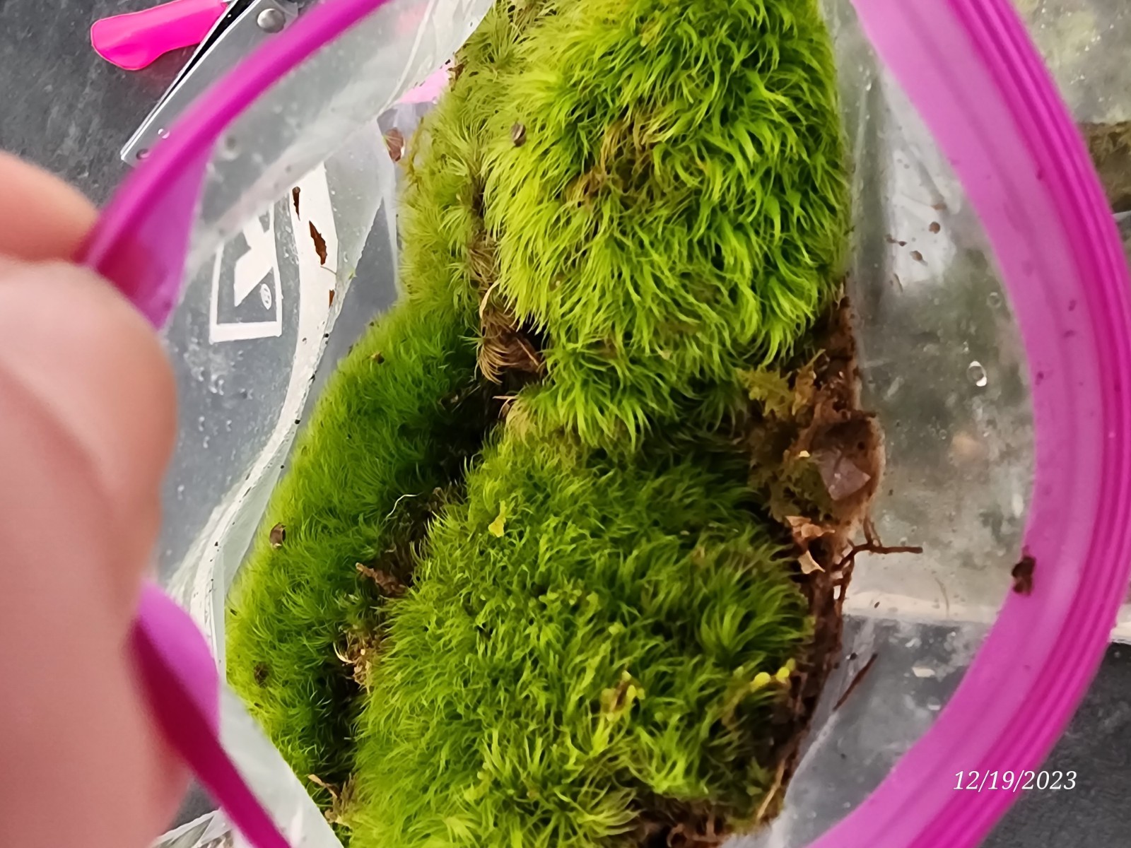 Live KENTUCKY Mood/Fern/Sheet Moss Perfect for Terrariums, Crafts, Gardens