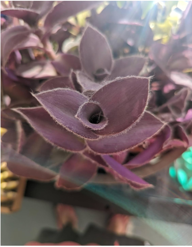 Purple Furry Wandering Jews Tradescantia 5 Cuttings, in 2″ or 4″ Pot