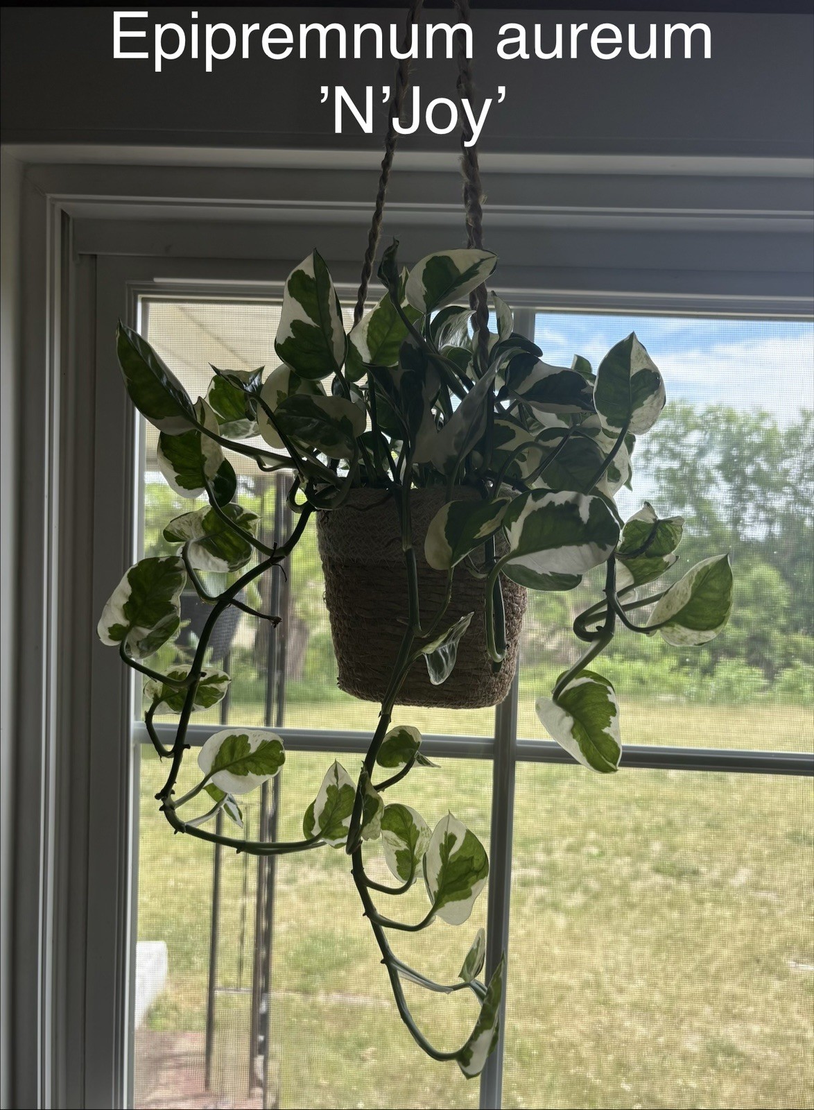 Rare Aroid Node Cuttings! Monstera 🌿 Epipremnum 🍃 Pothos – You Get 8 Types!