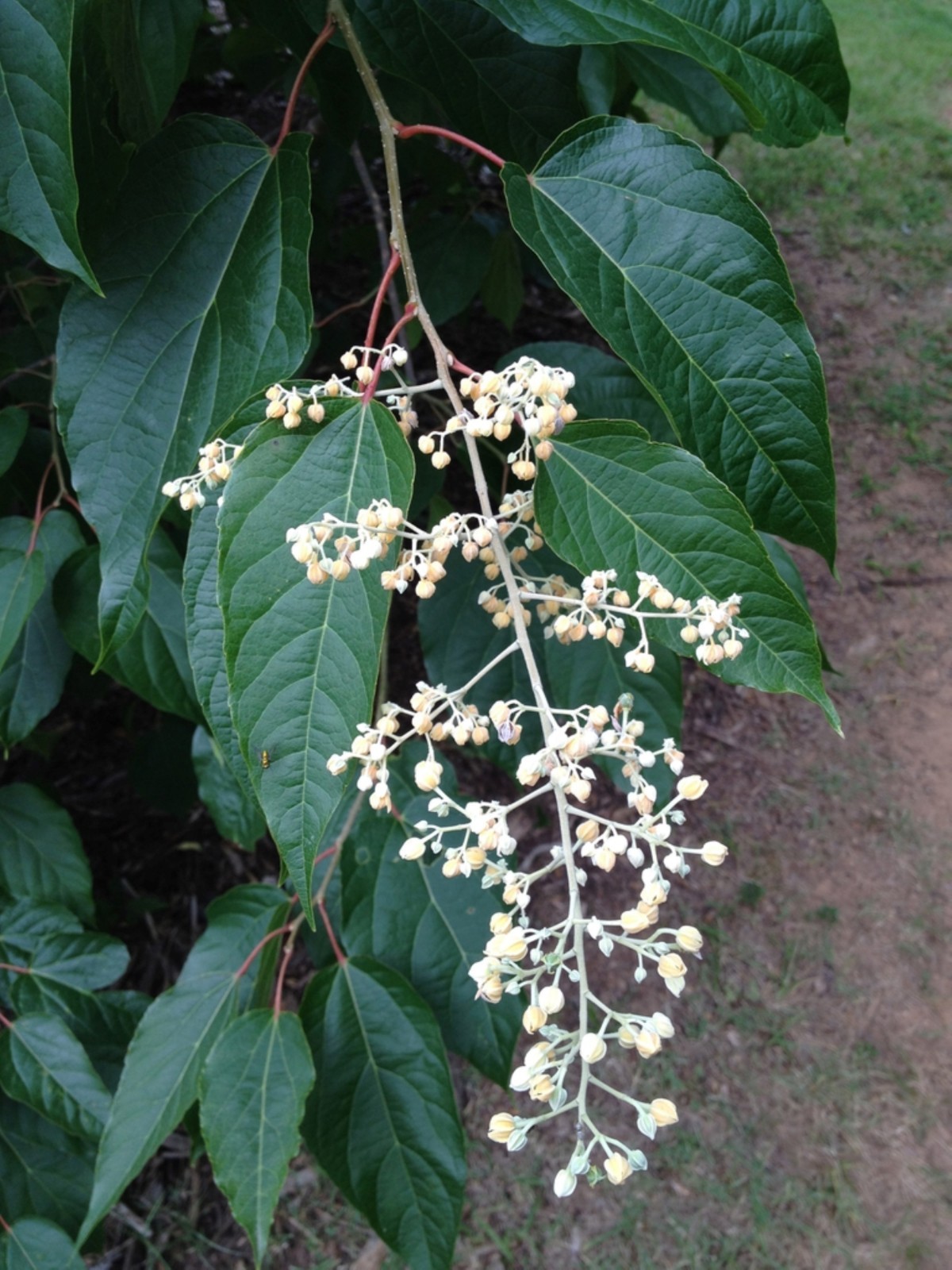 8-12″ tall Japanese Raisin Tree (Hovenia dulcis) plant
