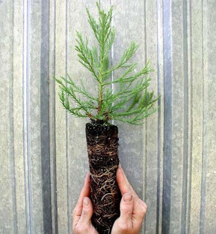 Two Small Giant Sequoia Live Trees Seedling Garden 2 Plants