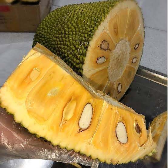 Thai Jackfruit Tree LIVE Plant | 5-8 Inches |Fast Growing Tropical Fruit Organic