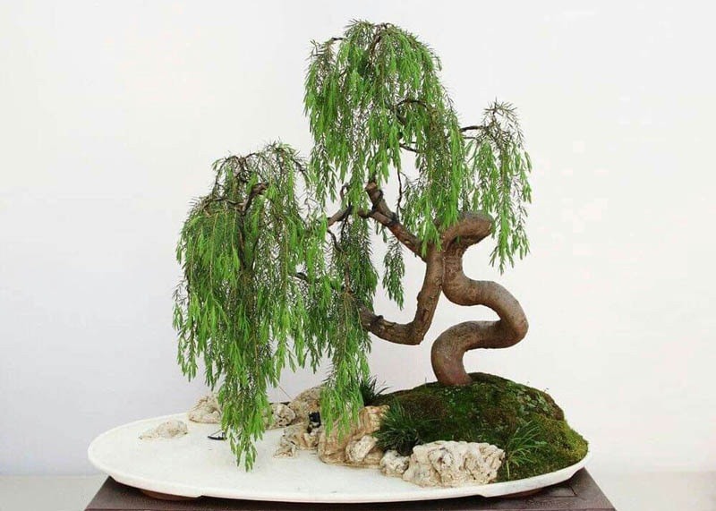 DRAGON BONSAI STARTS! Weeping Willow Tree Cutting Thick Trunk Dwarf