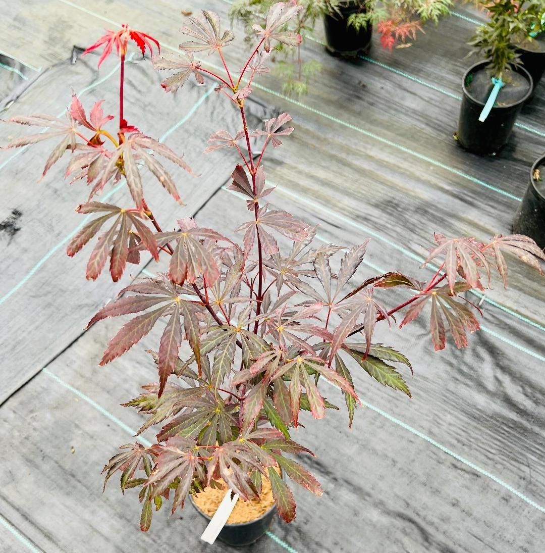 Acer shirasawanum ‘Purple Thunder’ (Purple Thunder Full Moon Maple)