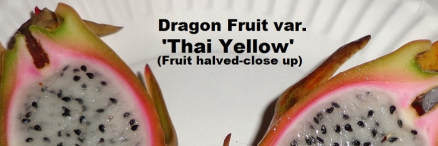 Yellow Thai Dragon Fruit Flesh Cutting 7 – 10 inch (2) pieces